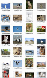 Animal Stock Images Pack